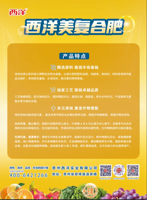 单页-背面.webp
