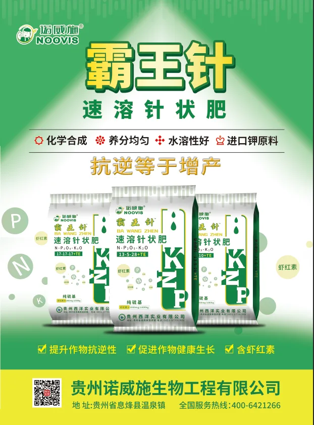 单页-正面.webp