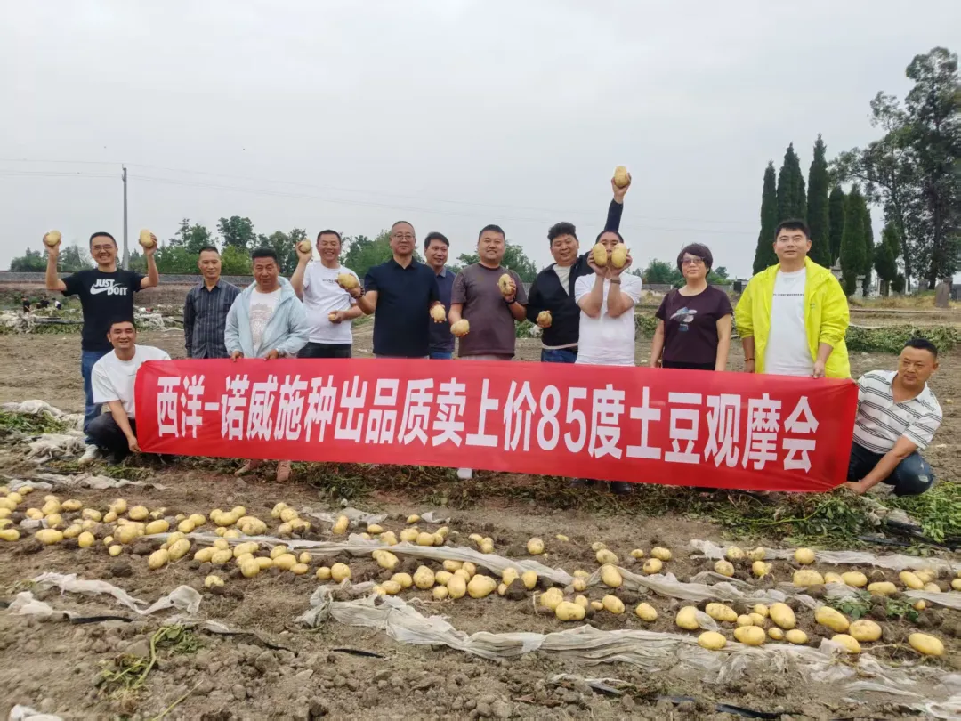 亩产突破8300斤！西洋85°土豆观摩会火热开启